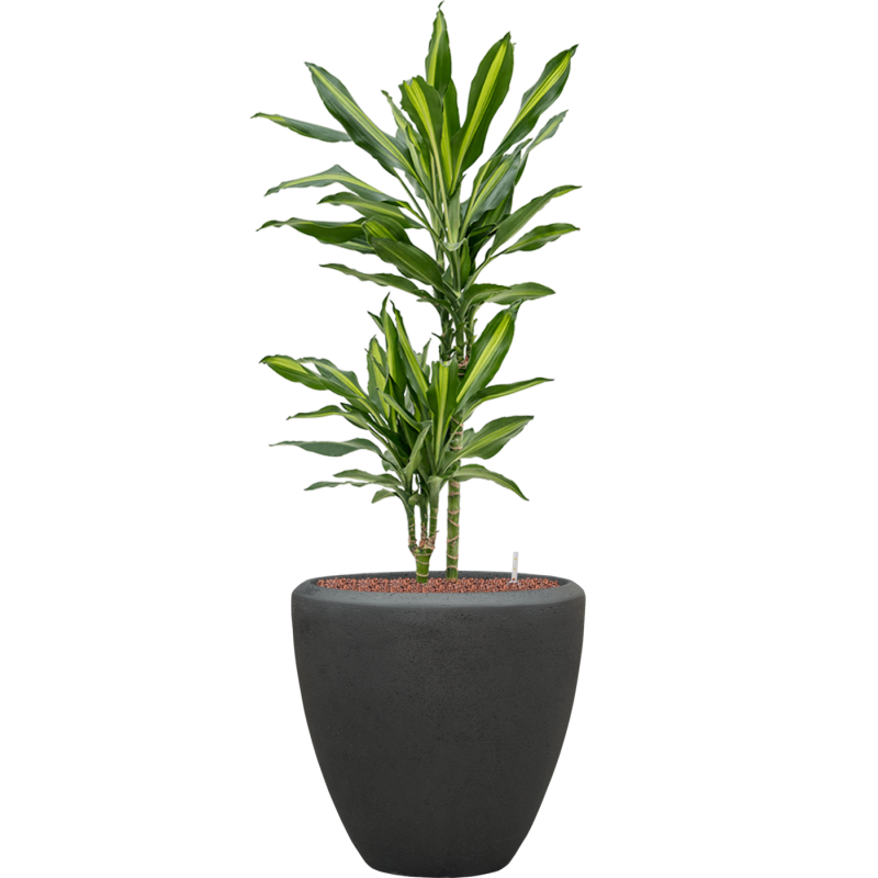 Dracaena Cintho in Baq Polystone Couple Zwart
