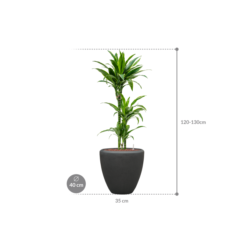 Dracaena Arturo in Baq Polystone Couple Zwart