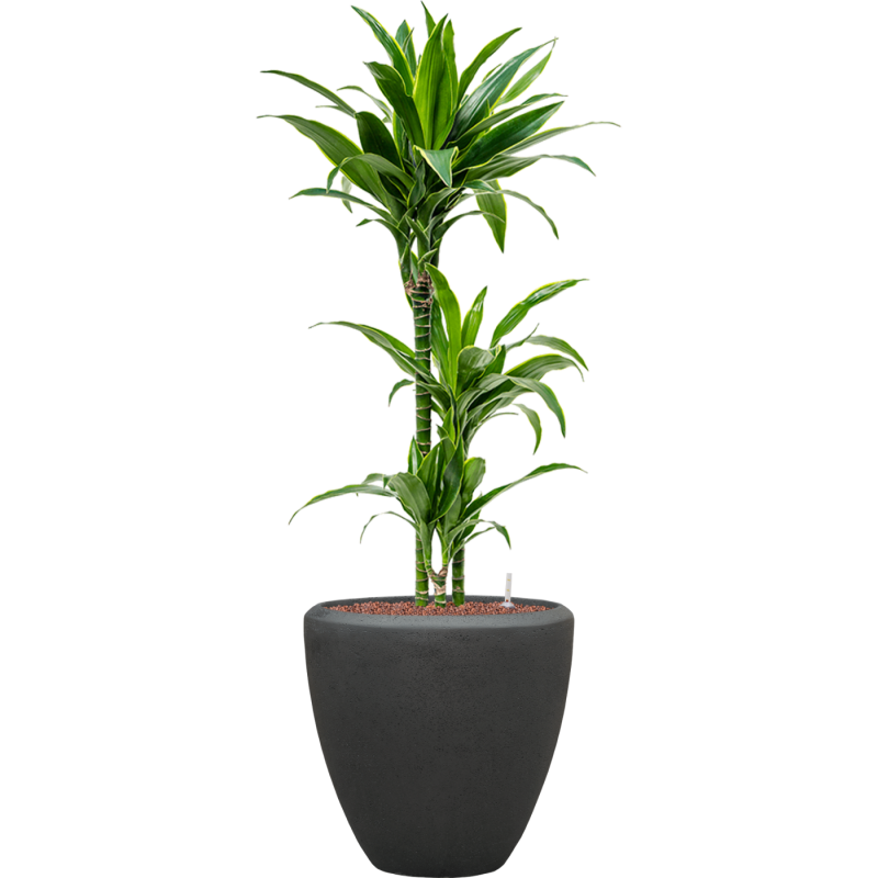 Dracaena Arturo in Baq Polystone Couple Zwart