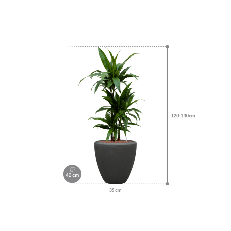 Dracaena Janet Craig in Baq Polystone Couple Zwart