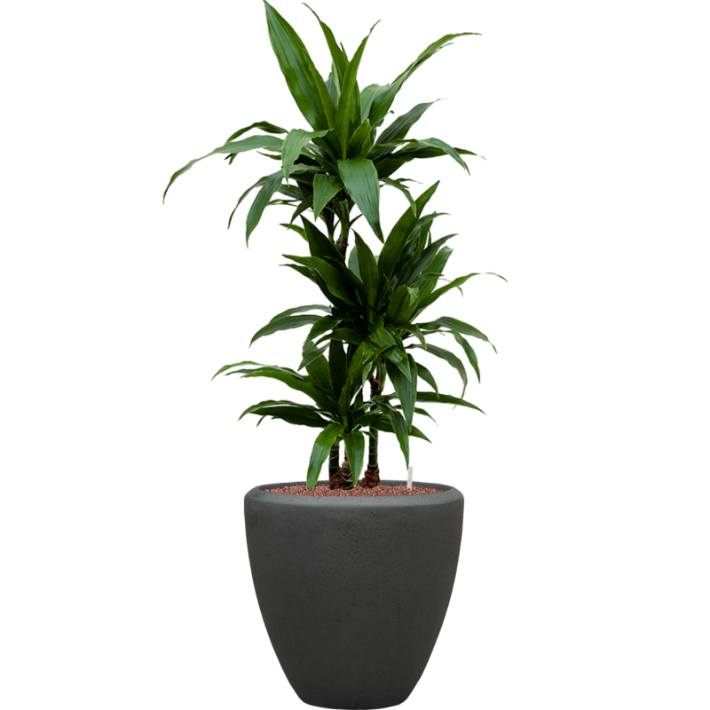 Dracaena Janet Craig in Baq Polystone Couple Zwart