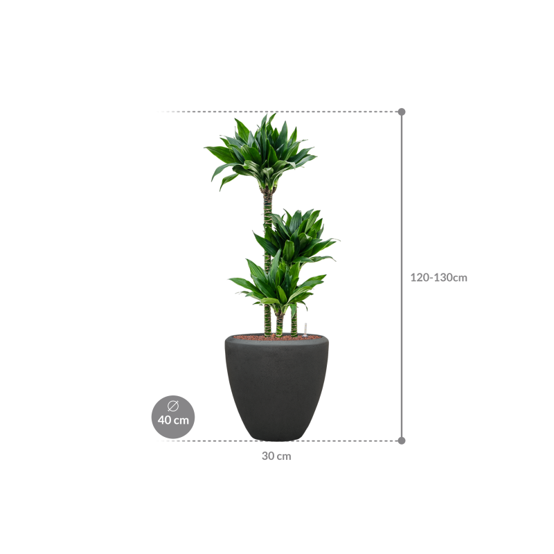 Dracaena Black Jack in Baq Polystone Couple Zwart