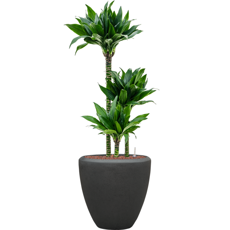 Dracaena Black Jack in Baq Polystone Couple Zwart