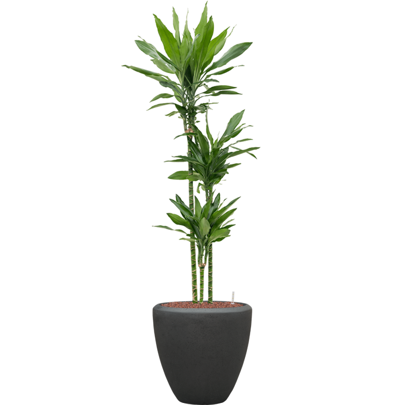 Dracaena Janet Lind in Baq Polystone Couple Zwart