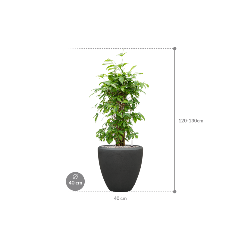 Dracaena Surculosa in Baq Polystone Couple Zwart