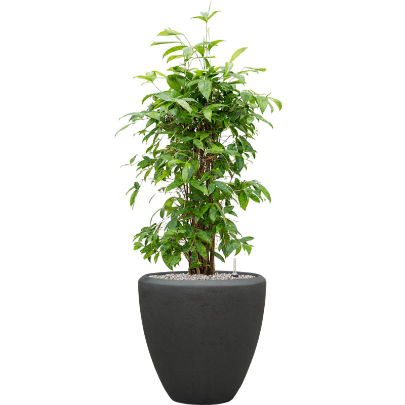 Dracaena Surculosa in Baq Polystone Couple Zwart