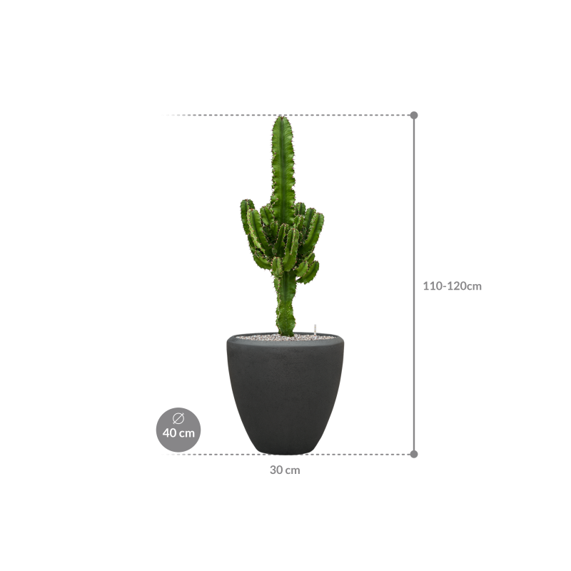 Euphorbia Erytrea in Baq Polystone Couple Zwart