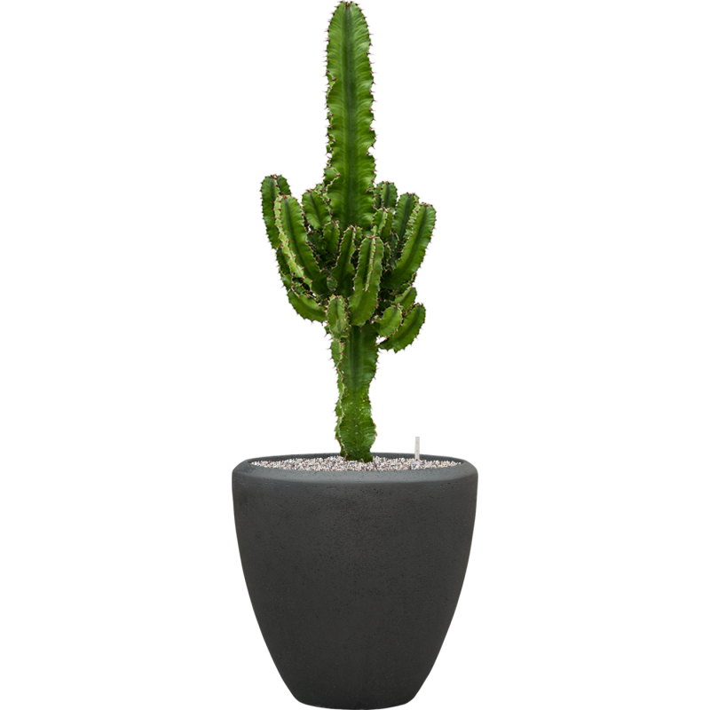 Euphorbia Erytrea in Baq Polystone Couple Zwart