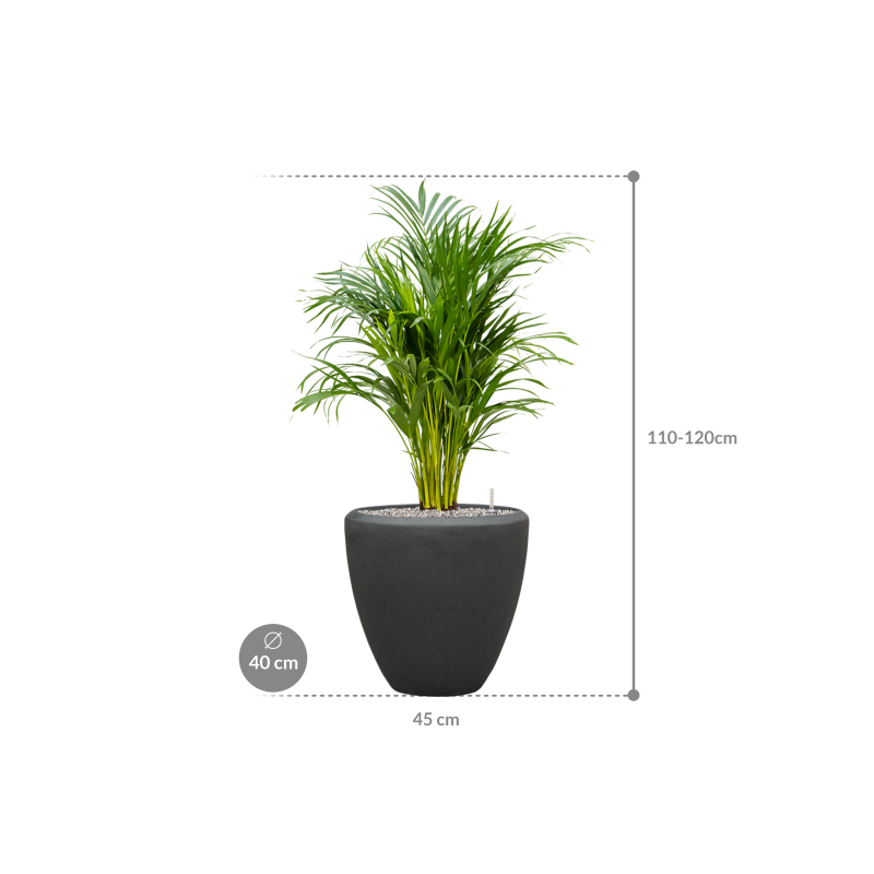 Dypsis (Areca) lutescens in Baq Polystone Couple Zwart