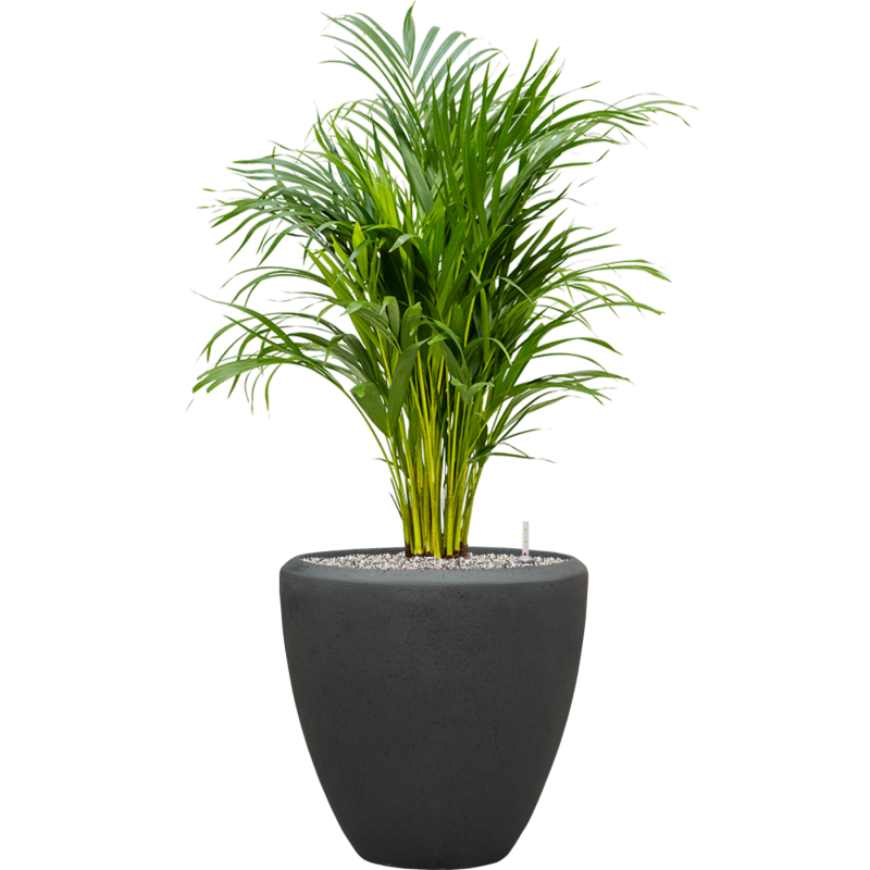 Dypsis (Areca) lutescens in Baq Polystone Couple Zwart