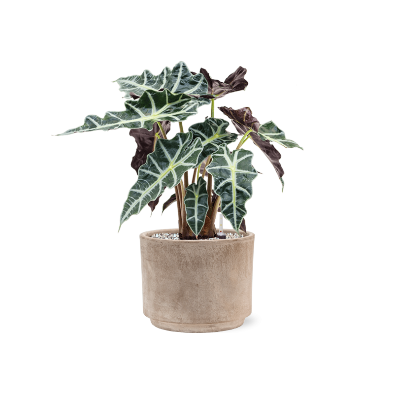 Alocasia 'Polly' in Terra Cotta