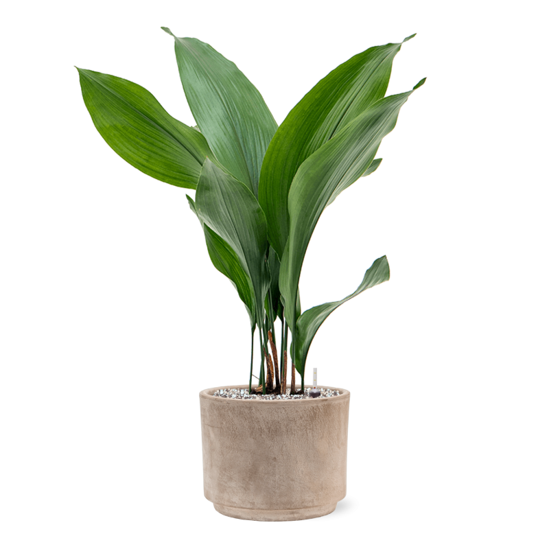 Aspidistra elatior in Terra Cotta