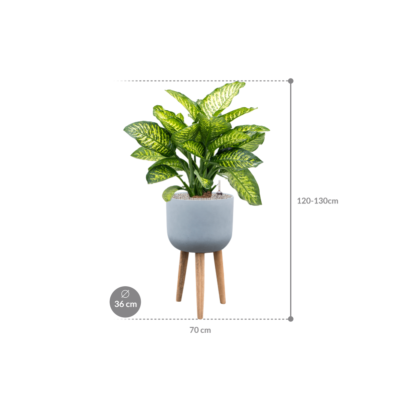 Dieffenbachia Maroba in Refined Retro With Feet Grijs