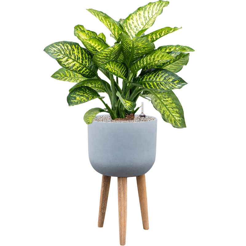 Dieffenbachia Maroba in Refined Retro With Feet Grijs
