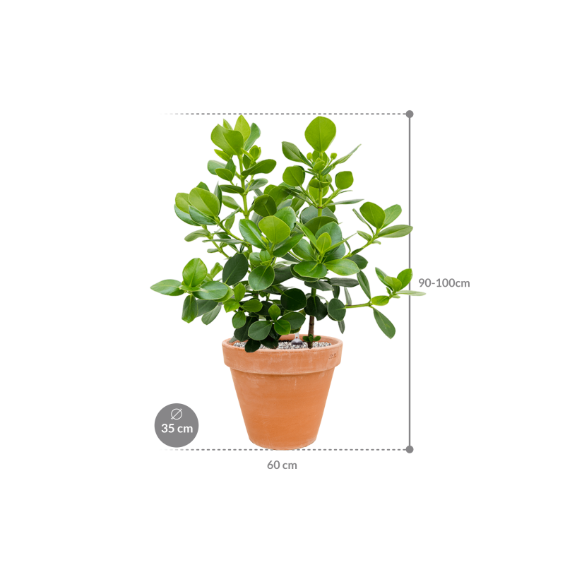 Clusia rosea Princess in Terra Cotta Antiek