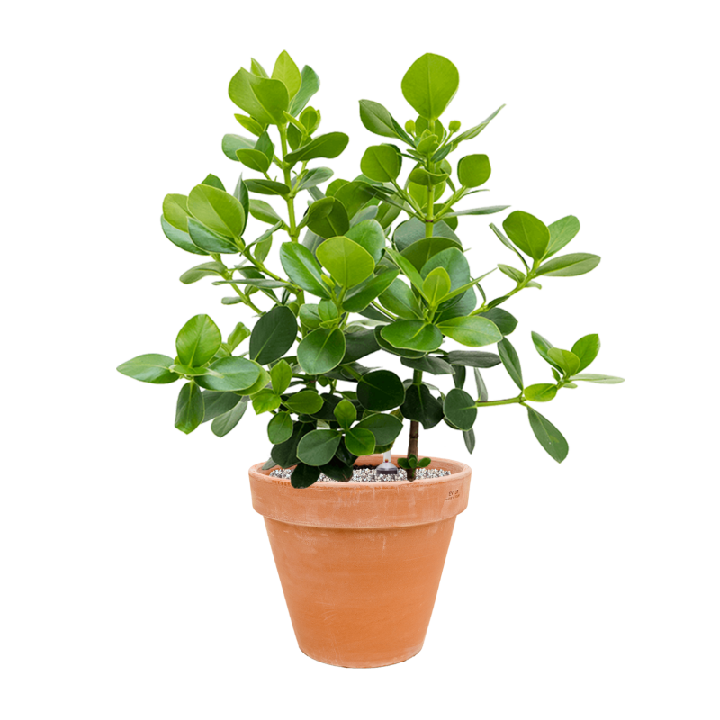 Clusia rosea Princess in Terra Cotta Antiek