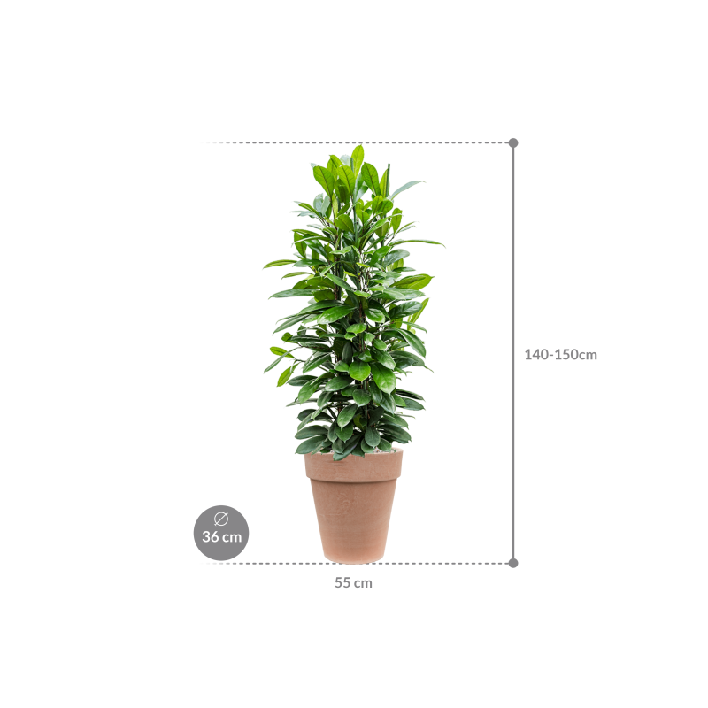 Ficus Cyathistipula in Terra Cotta
