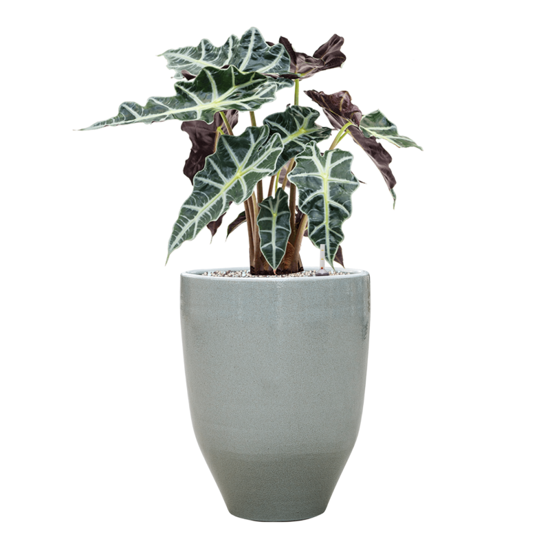 Alocasia 'Polly' in One and Only