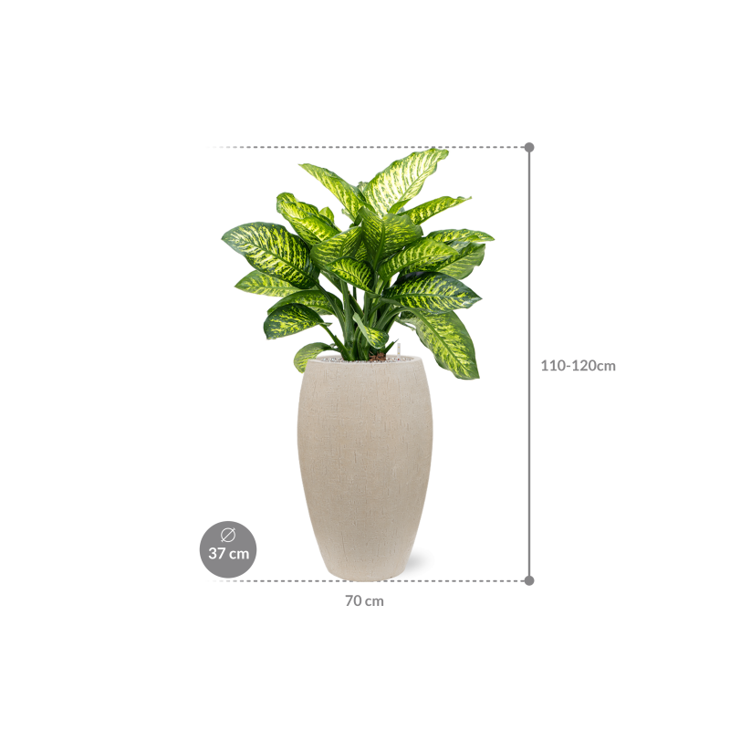 Dieffenbachia Maroba in Baq Raindrop Emperor Beige