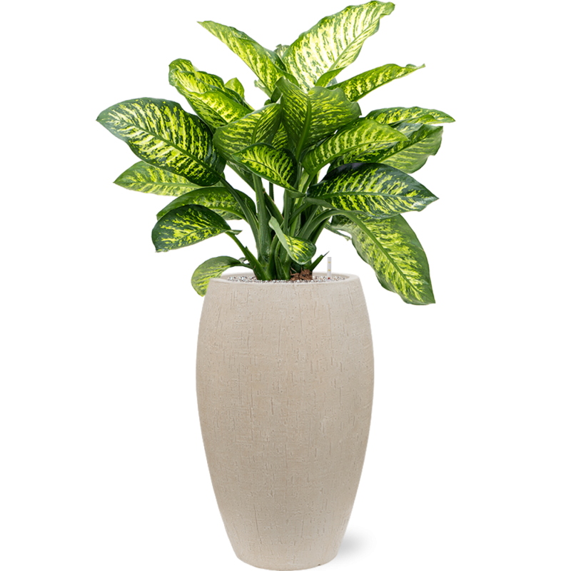 Dieffenbachia Maroba in Baq Raindrop Emperor Beige