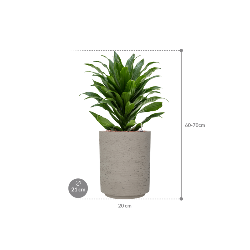 Dracaena Compacta in Rugged Suzi Grijs
