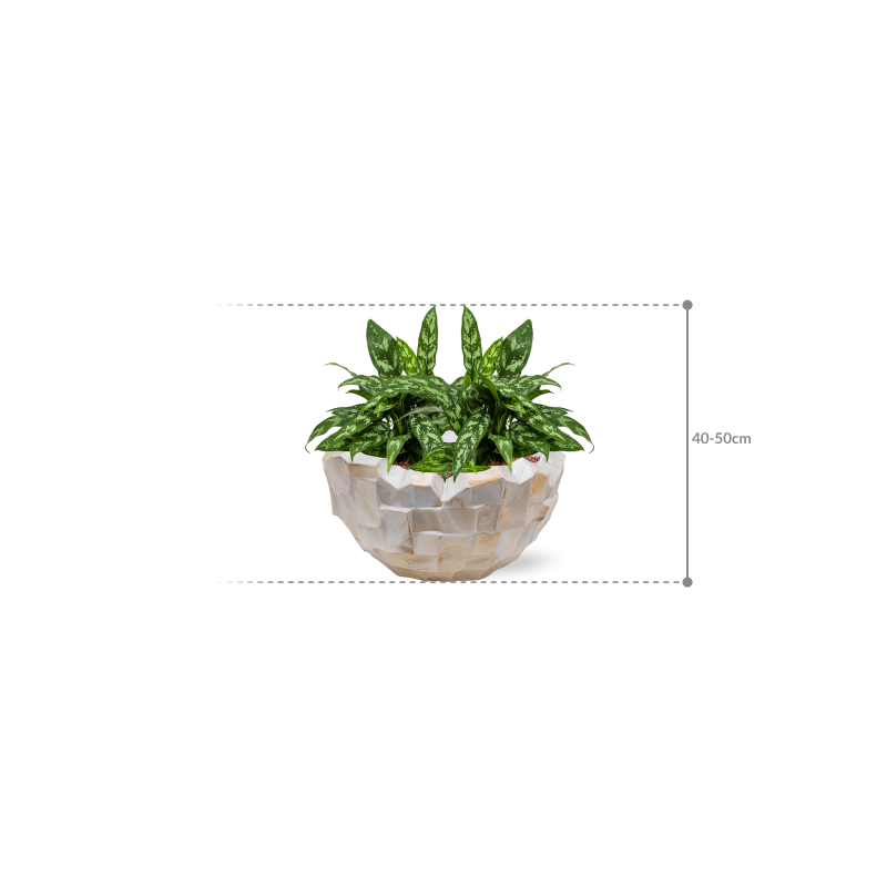 Aglaonema 'Maria' in Baq Oceana Pearl