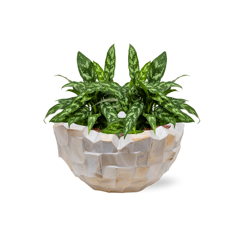 Aglaonema 'Maria' in Baq Oceana Pearl