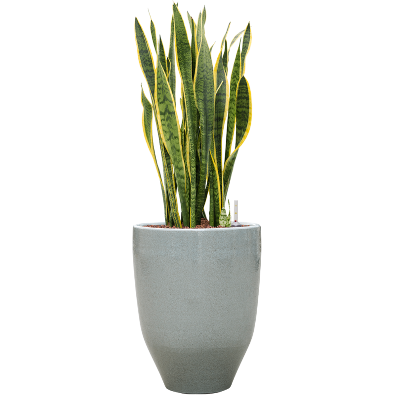 One and Only Reactive Grey