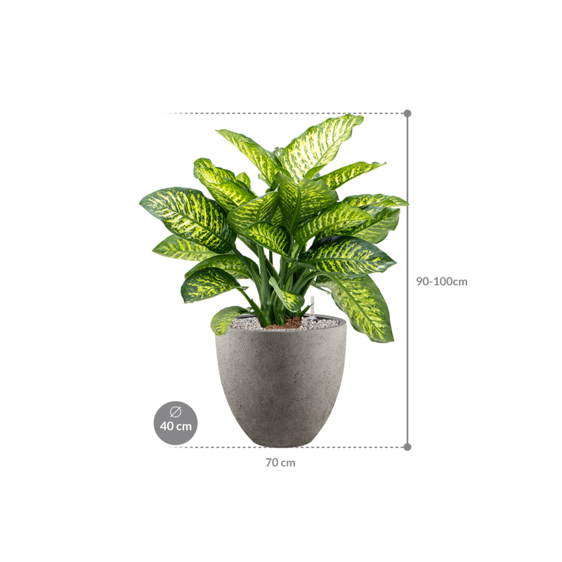Dieffenbachia Maroba in Grigio Egg Concrete Grijs