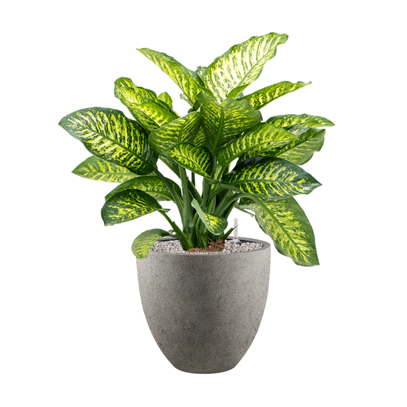 Dieffenbachia Maroba in Grigio Egg Concrete Grijs