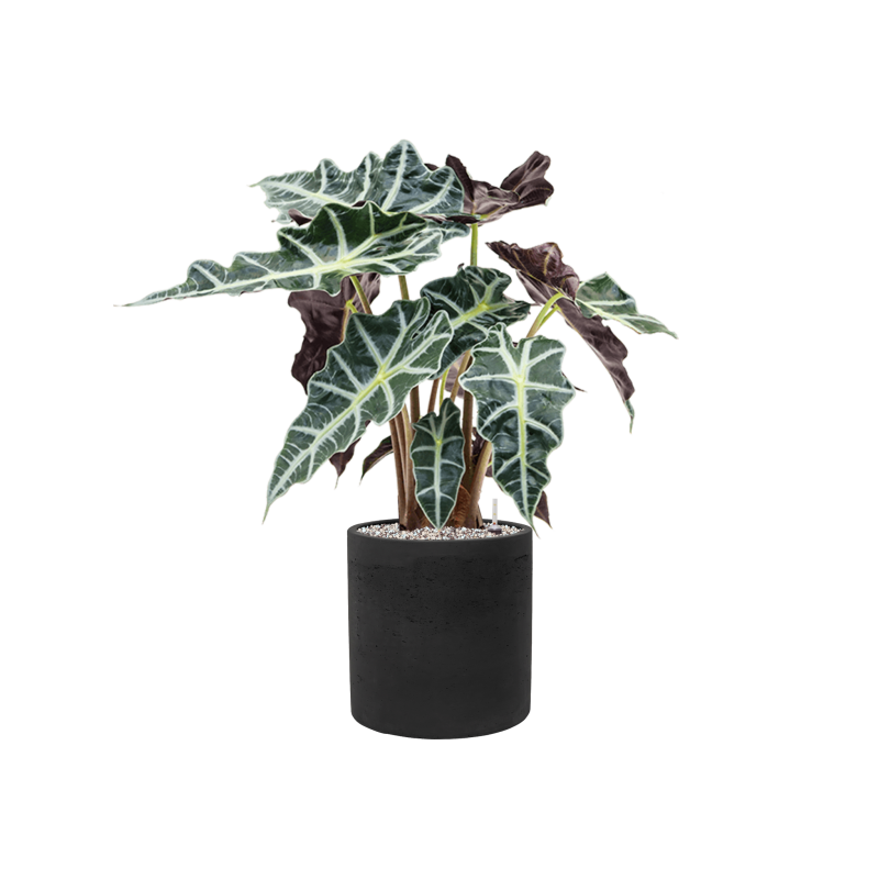 Alocasia 'Polly' in Rough