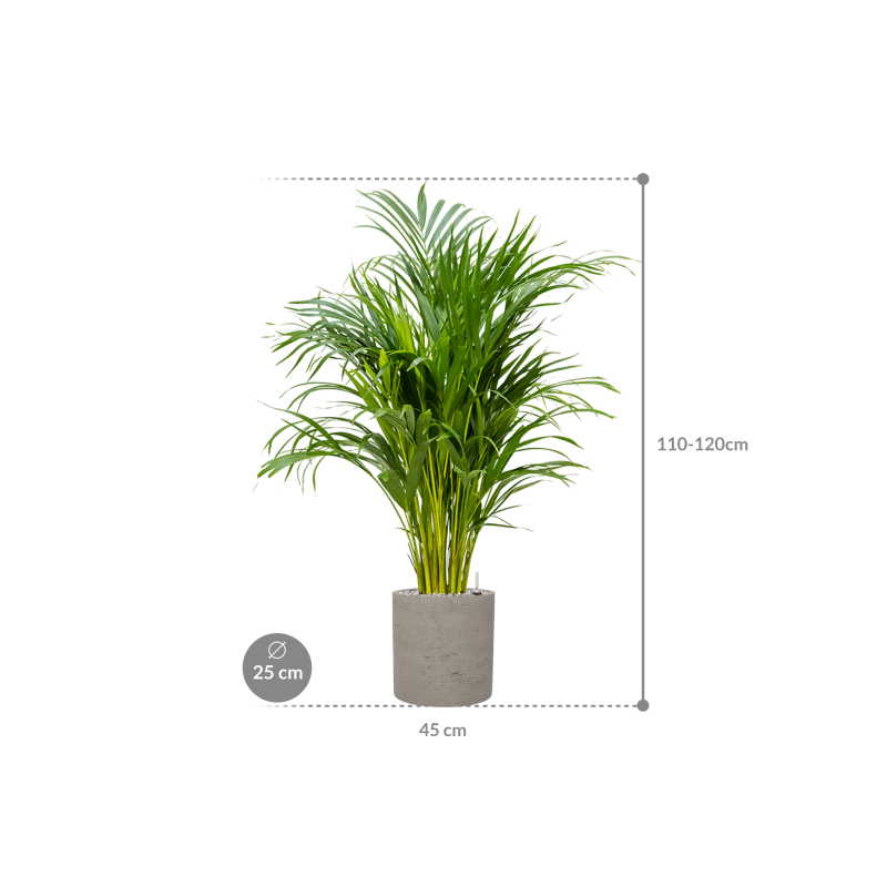Areca Lutescens in Rugged Puk Grijs