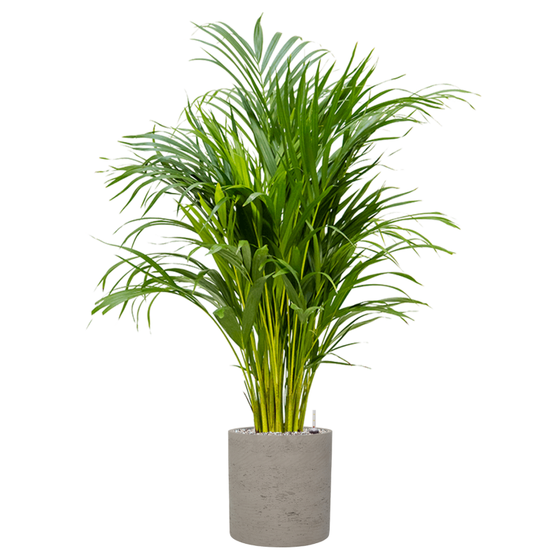 Areca Lutescens in Rugged Puk Grijs