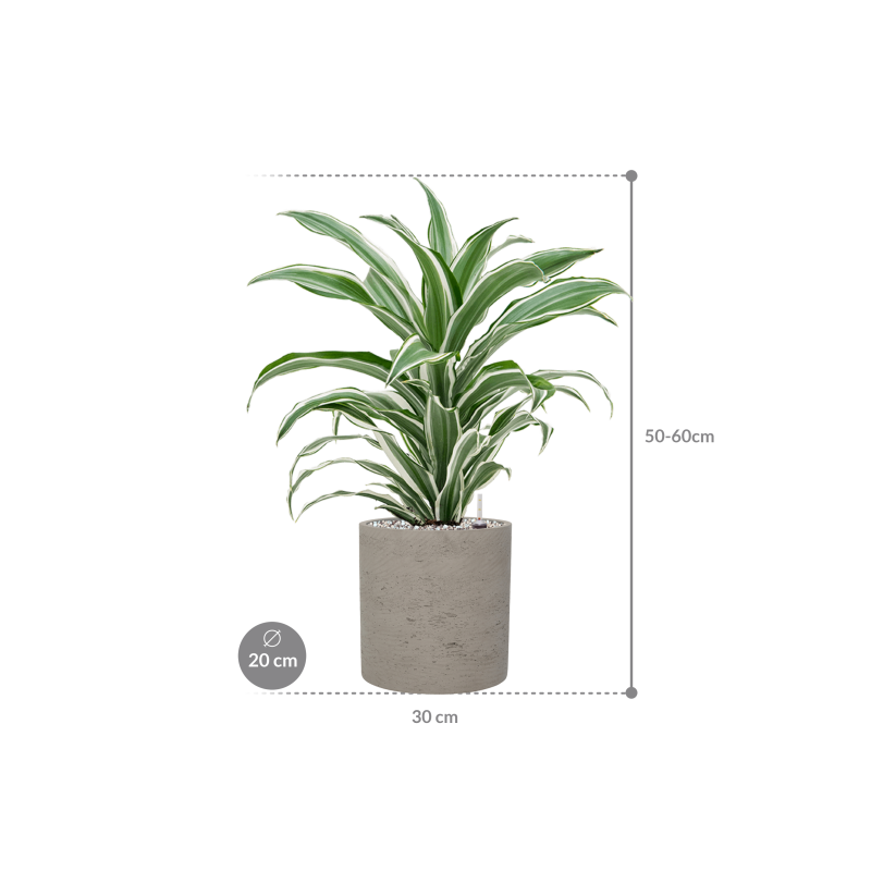 Dracaena White Jewel in Rugged Puk Grijs