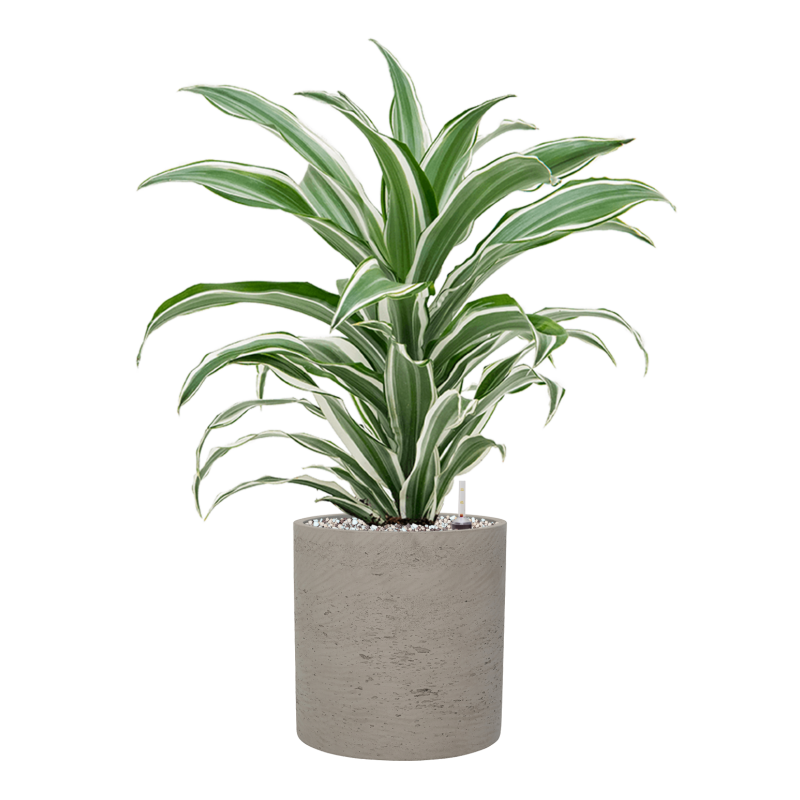 Dracaena White Jewel in Rugged Puk Grijs
