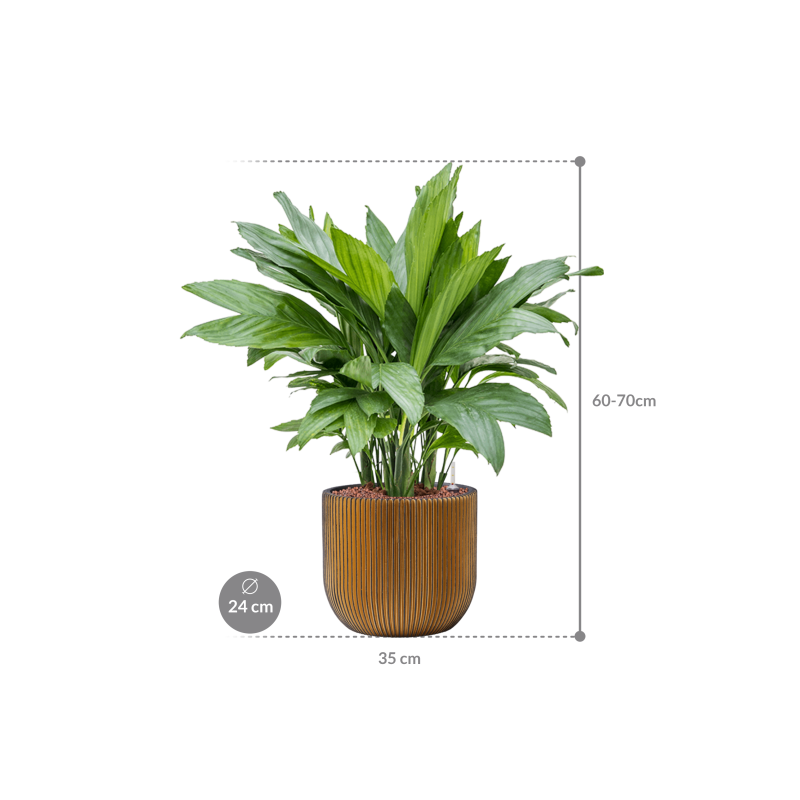Chamaedorea metallica in Capi Nature Groove Bol Zwart Goud