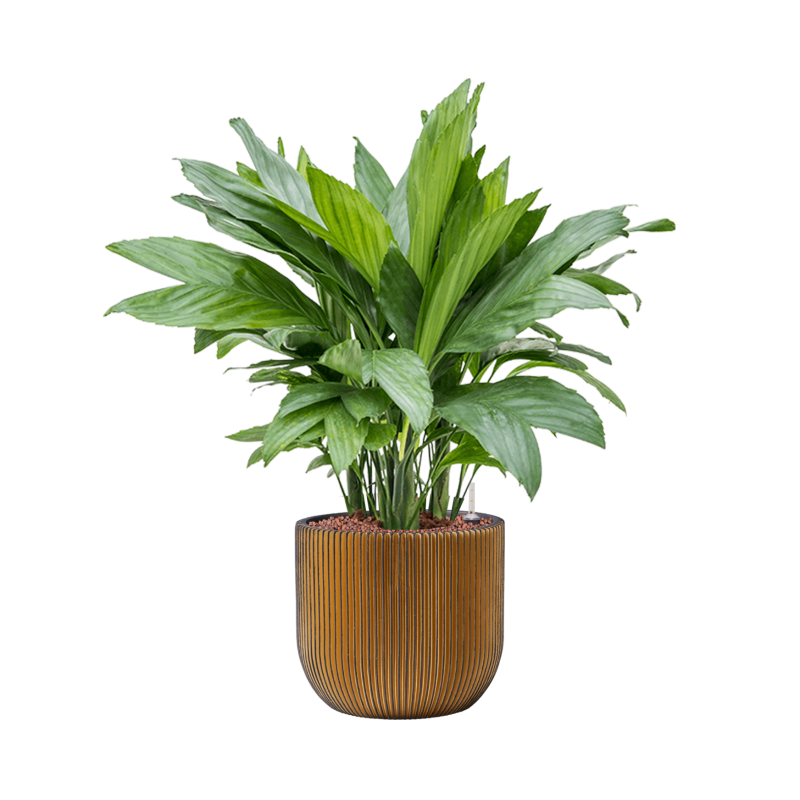 Chamaedorea metallica in Capi Nature Groove Bol Zwart Goud