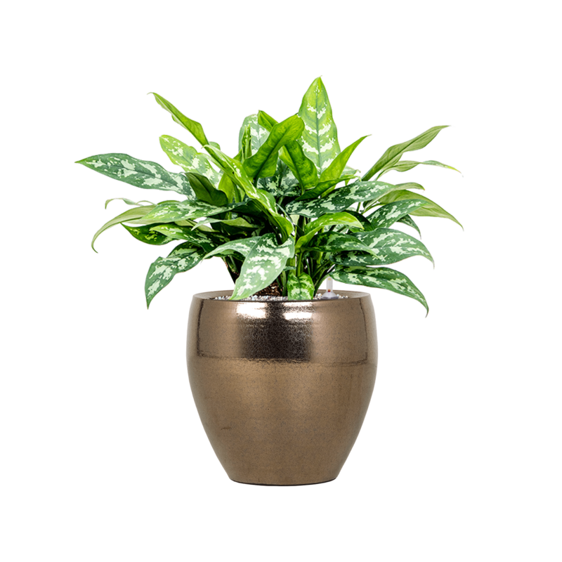 Aglaonema 'Maria' in Amora
