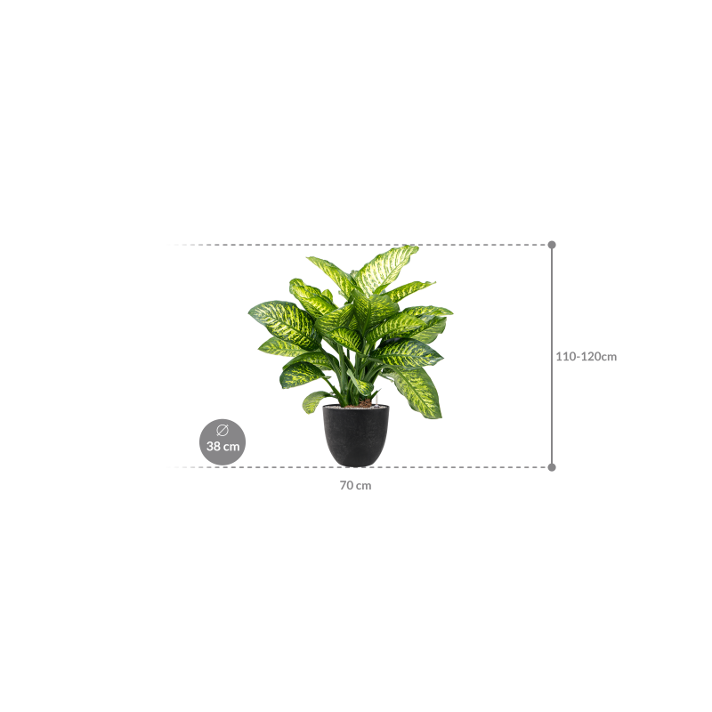 Dieffenbachia Maroba in Artstone Bola Pot Zwart