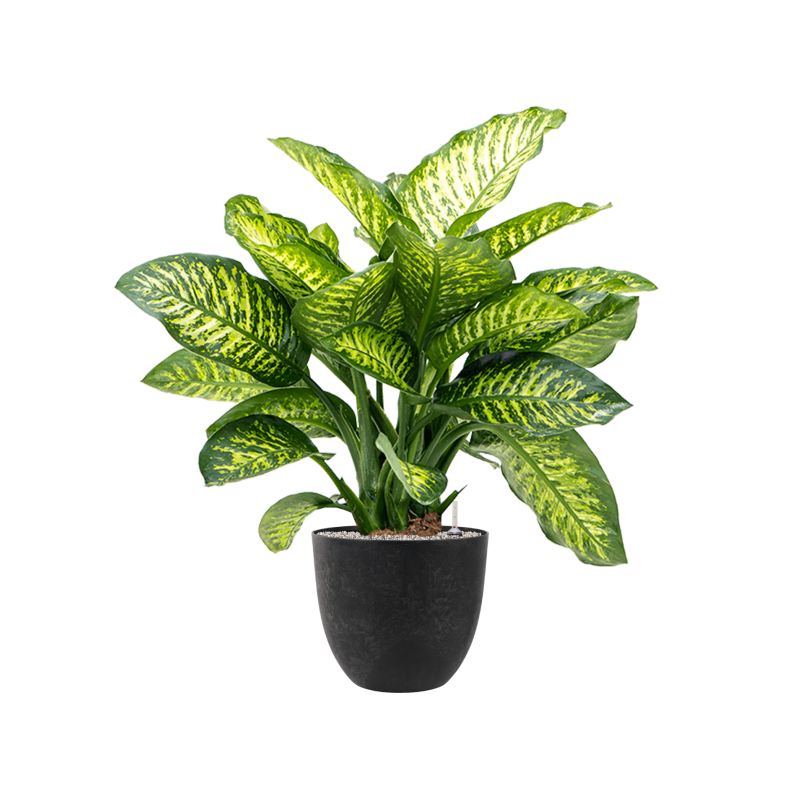 Dieffenbachia Maroba in Artstone Bola Pot Zwart