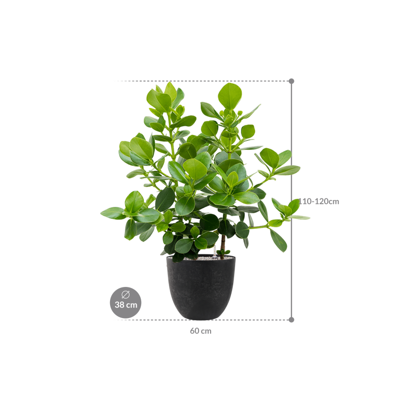 Clusia Rosea Princess in Artstone Bola Zwart