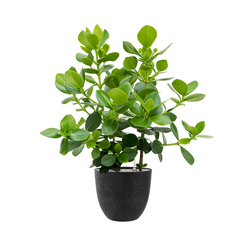 Clusia Rosea Princess in Artstone Bola Zwart