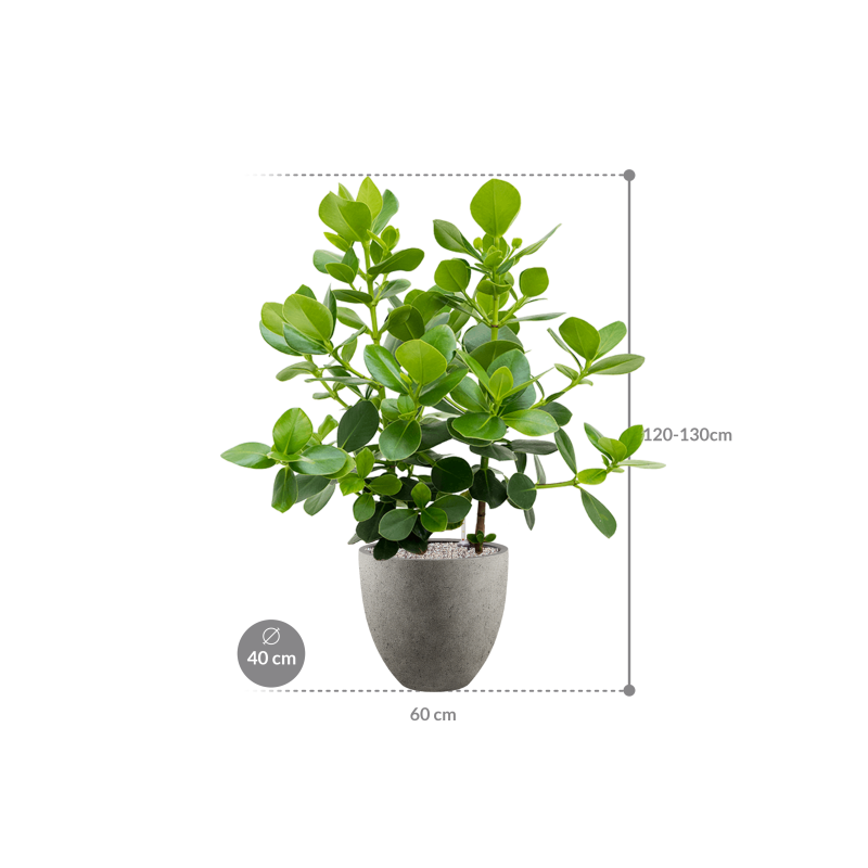 Clusia rosea Princess in Grigio Egg Concrete Grijs