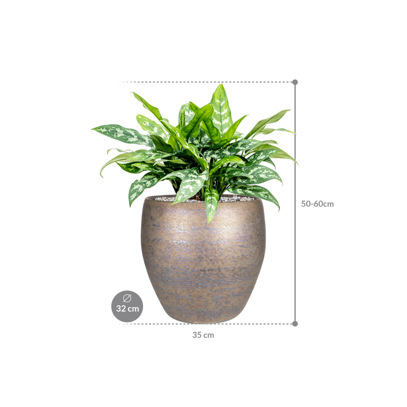 Aglaonema 'Maria' in Amora