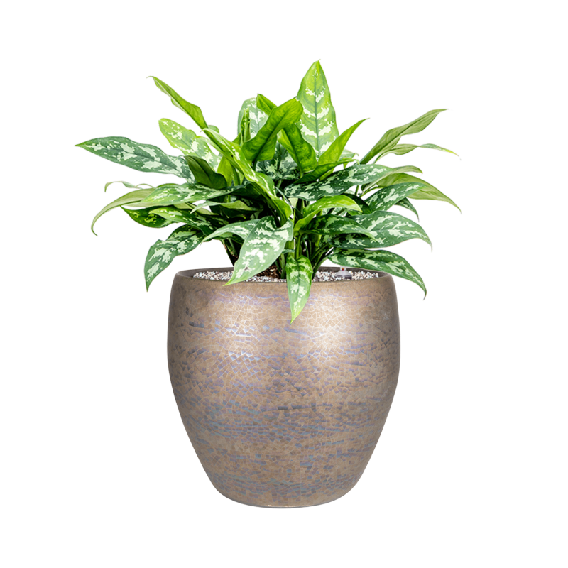 Aglaonema 'Maria' in Amora