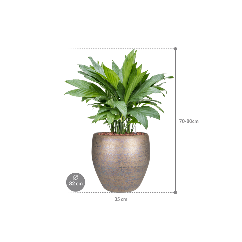Chamaedorea metallica in Amora Couple Luster