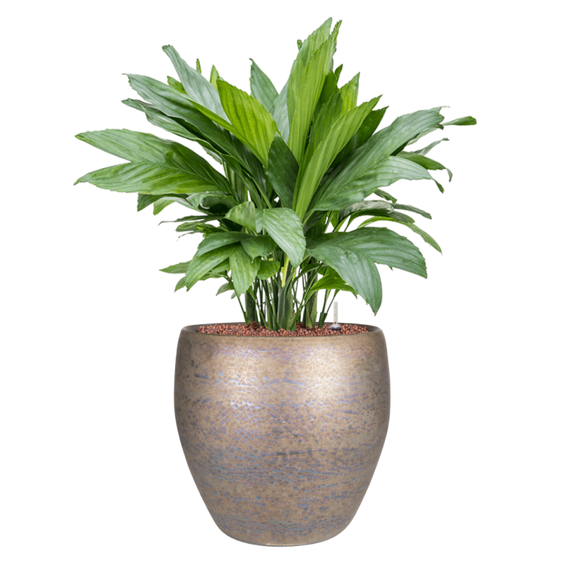 Chamaedorea metallica in Amora Couple Luster