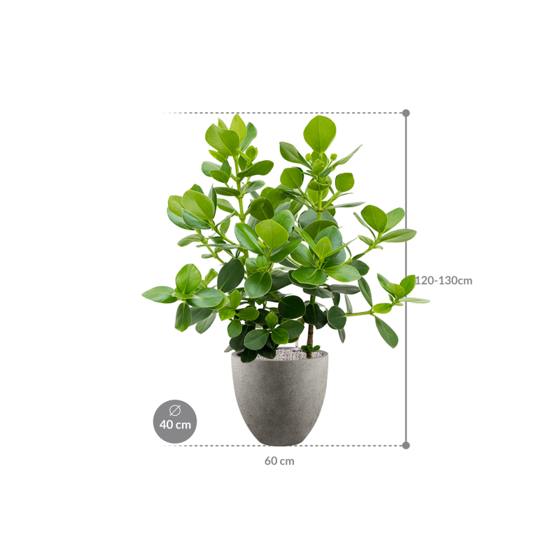 Clusia rosea Princess in Grigio Egg Concrete Grijs