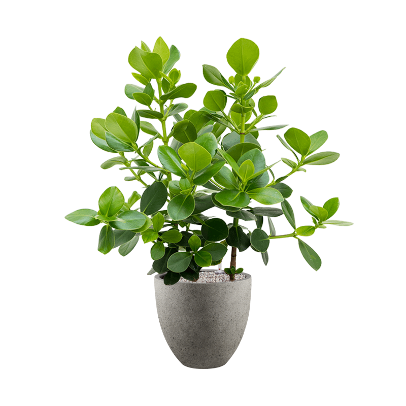 Clusia rosea Princess in Grigio Egg Concrete Grijs