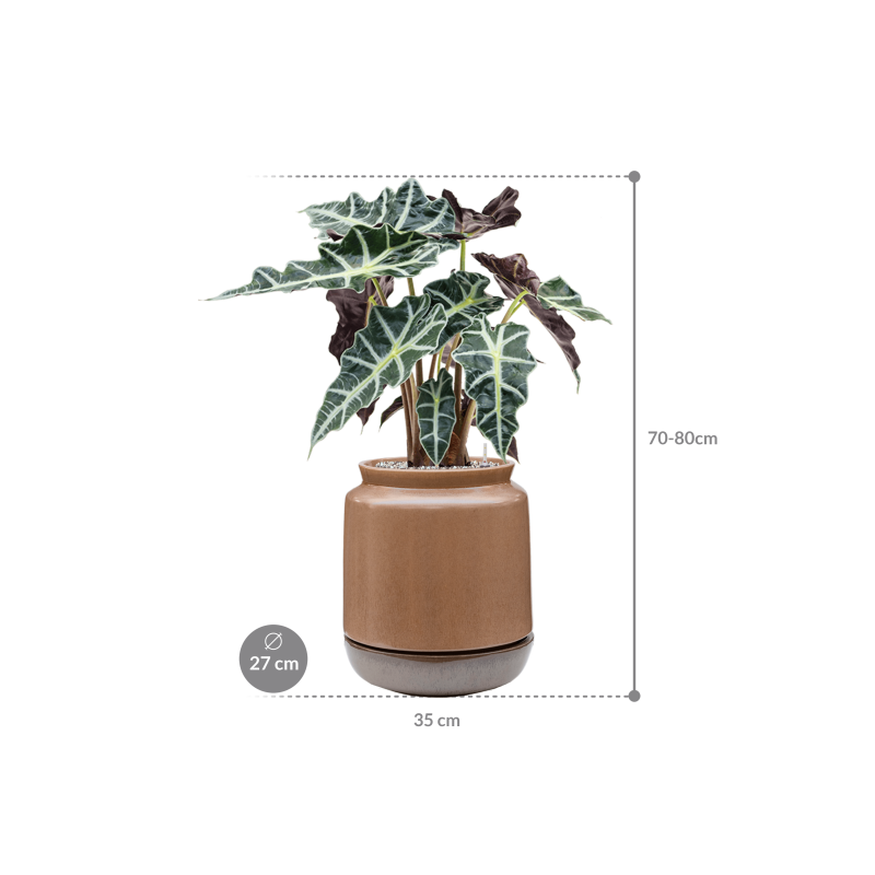 Alocasia Polly in Mori